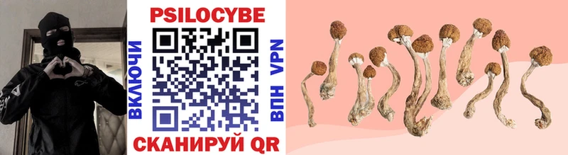 МЕГА ссылка  где купить наркотик  Киселёвск  Псилоцибиновые грибы Psilocybe 